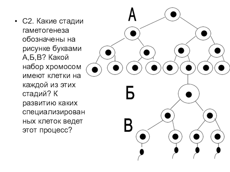 Какие стадии гаметогенеза обозначены на рисунке буквами а б и в какой набор хромосом имеют