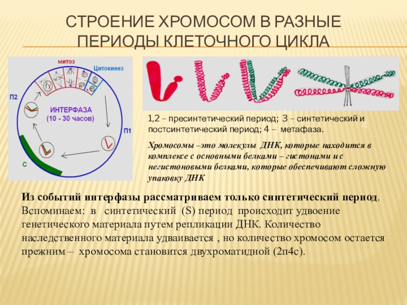 Изменение строения хромосом. Клеточный цикл интерфаза стадии. Строение хромосом в разные периоды клеточного цикла. Периоды клеточного цикла. Периоды синтетический постсинтетический.