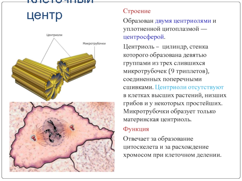 Клеточный центр ядра. Центриоли клеточного центра функции. Клеточный центр и центриоли строение и функции. Строение клетки клеточный центр строение и функции. Органоид клеточный центр строение и функции.