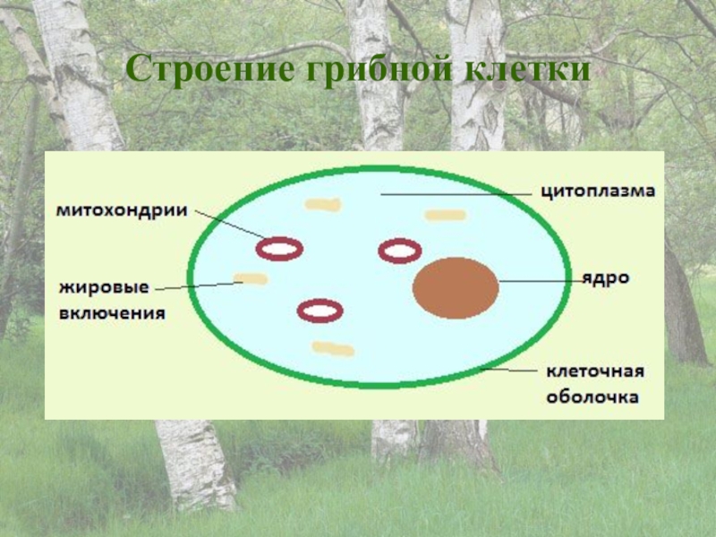 Презентация грибная клетка