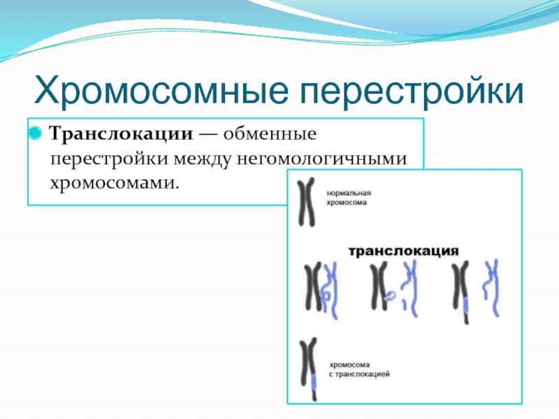 Объединение двух негомологичных хромосом в одну