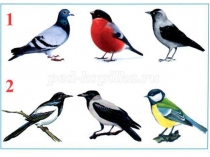 Презентация к проекту Кормушка