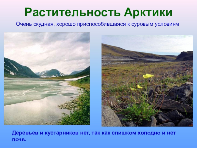 Почвы арктических пустынь в евразии. Растительный мир Арктики. Арктические пустыни России почвы. Зона арктических пустынь почва. Арктическая пустыня почва.