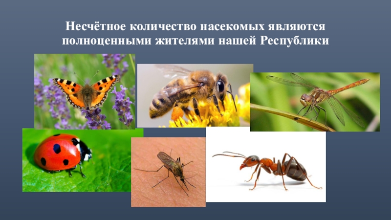 Количество насекомых. Насекомые Республики Коми. Насекомые родного края. Разнообразие насекомых 3 класс. Насекомые Коми края.