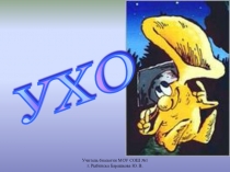 Ухо. Строение и функции.