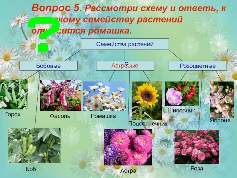 Куда можно отнести цветы. Семейства растений. Цветы относятся к растениям. Ромашка какая группа растений. Систематика растений Ромашка.
