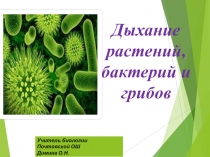 Презентация Дыхание грибов и бактерий.