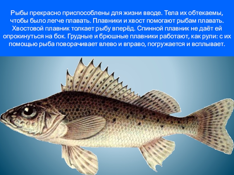 Сообщение на тему рыбы. Доклад про рыб. Рыбы 3 класс. Рыба для презентации.