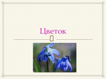 Презентация по биологии на тему Цветок