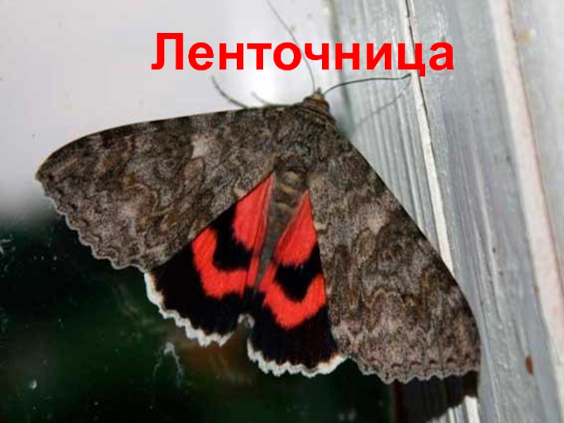 Красная моль. Ленточница красная. Бабочка Ленточница. Бабочка Ленточница красная ядовитая. Ленточница бабочка коричневая.