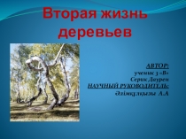 Презентация к научному проекту Вторая жизнь деревьев
