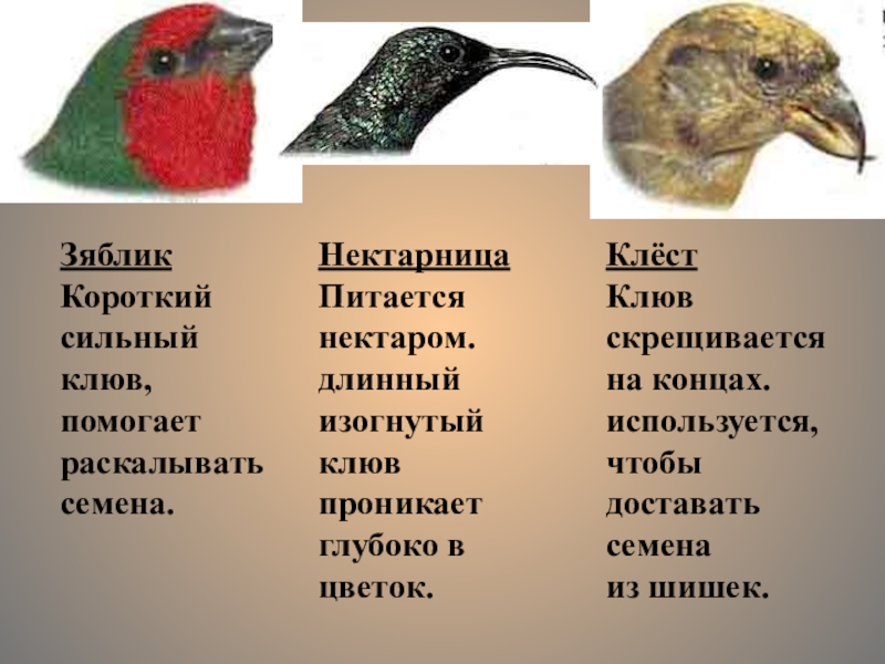 Пользуясь фотографиями или рисунками животных определите черты приспособленности к способу добычи