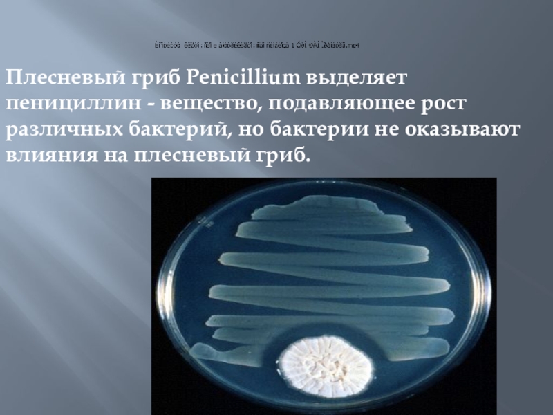 Пеницилл и бактерии. Penicillium notatum пенициллин. Гриб пеницилл и бактерии. Пенициллин бактерии. Грибы пеницилл выделяет вещество.