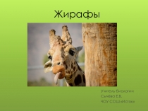 Презентация по биологии на тему Жирафы