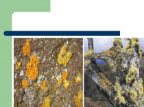 Презентация Лишайники их строение и жизнедеятельность