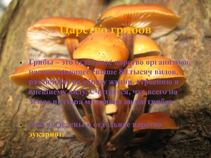 Царство грибовГрибы – это отдельное царство организмов, насчитывающее свыше 80 тысяч видов, различных по образу жизни, строению