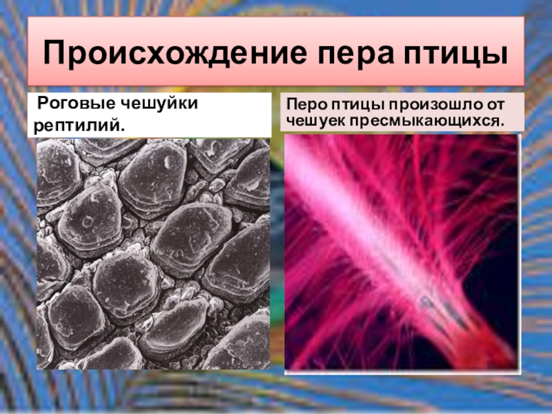 кожа покрыта роговыми чешуями. животное с чешуей в виде шишки. внешнее строение млекопитающих презентация. роговоц сдой эпидермис. роговые чешуйки у птиц.