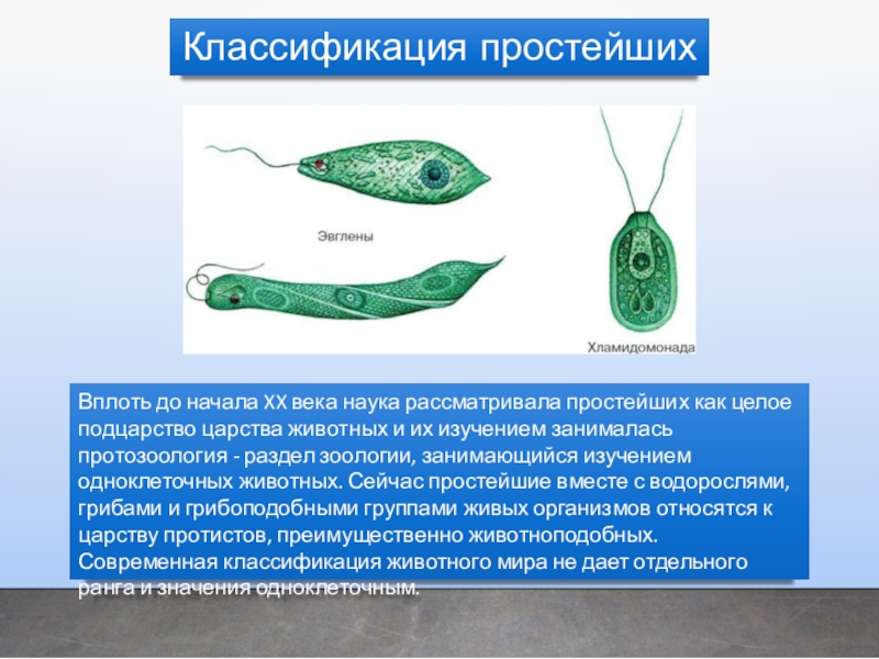 Презентация простейшие биология егэ