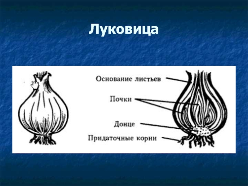 Настоящая луковица