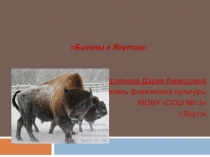 Урок + презентация по биологии по теме Бизоны в Якутии