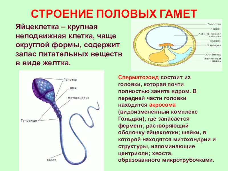 Мужские половые клетки имеют. Строение половых клеток яйцеклетка. Строение половых клеток яйцеклетка и сперматозоид. Строение яйцеклетки и спермия. Строение половых гамет.