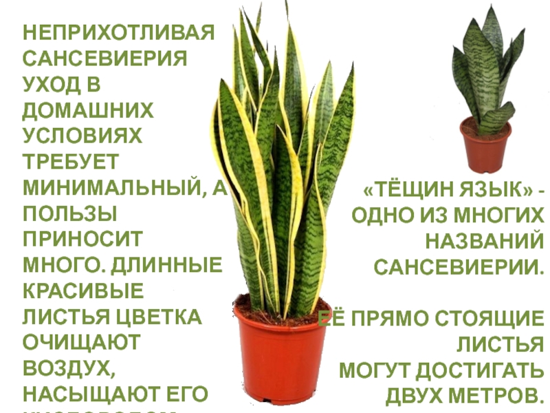Сансевиерия заворачиваются листья. Листья сансевиерии скручиваются. Листья сансевиерии скручиваются. Sansevieria “balthasar”. Листья сансевиерии скручиваются.