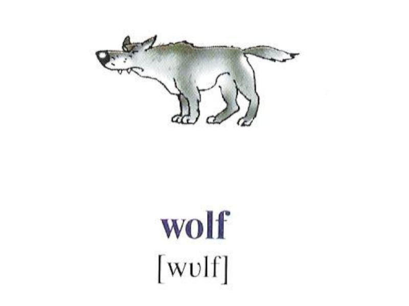 Fox с английского на русский. Волк на английском. Карточки английский язык волк. Карточка по английскому волк. Wolf английский для детей.
