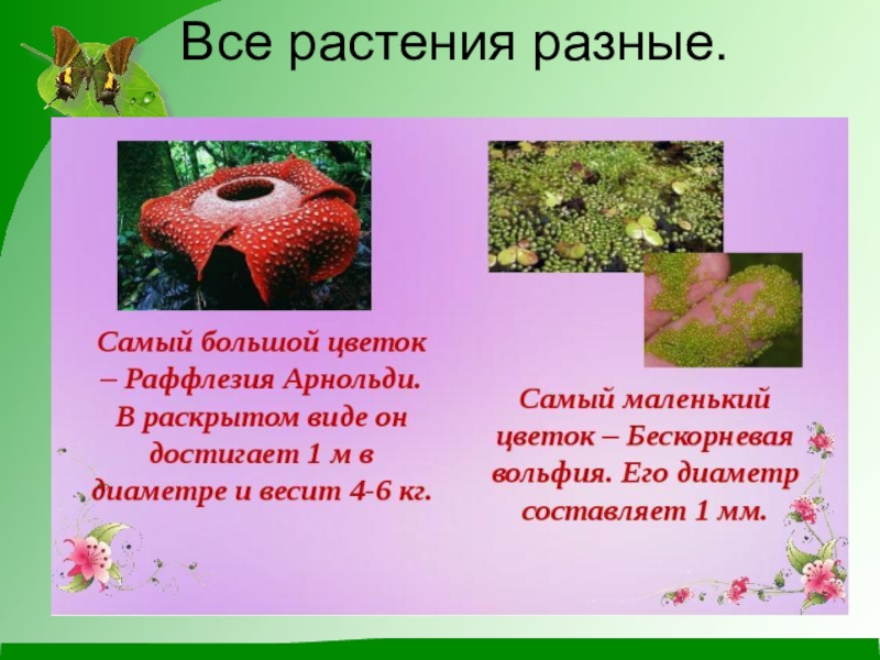 Биологии 5 класс какие темы. Растения для презентации. Сообщение на тему интересное растение. Презентация по биологии. Самые самые растения.