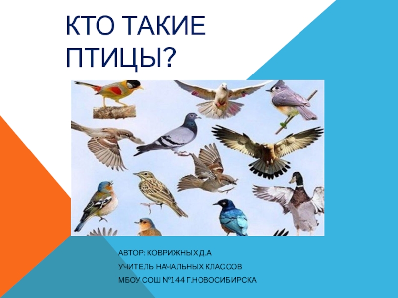 Презентация птицы 1 класс