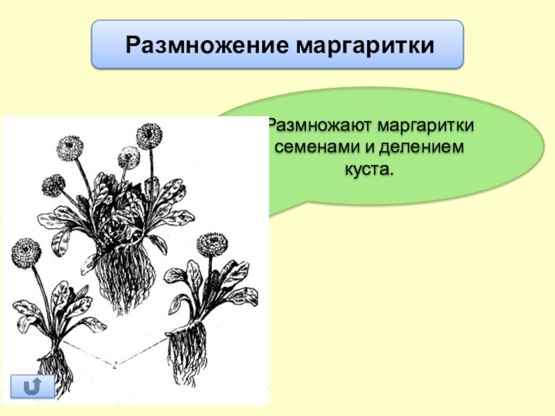 Презентация маргаритка и георгин