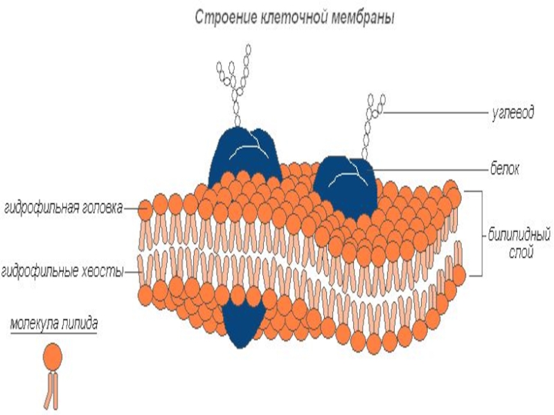 Мембрана клетки строение рисунок