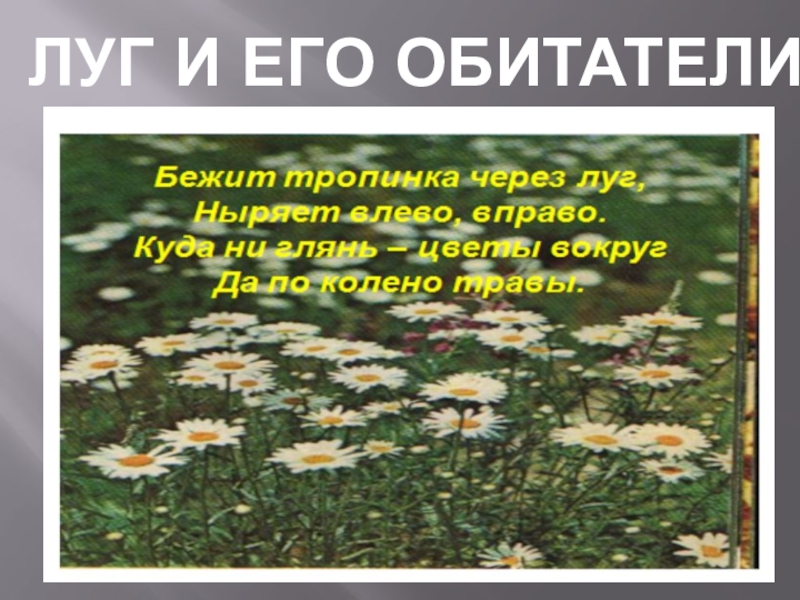 Луг и его обитатели