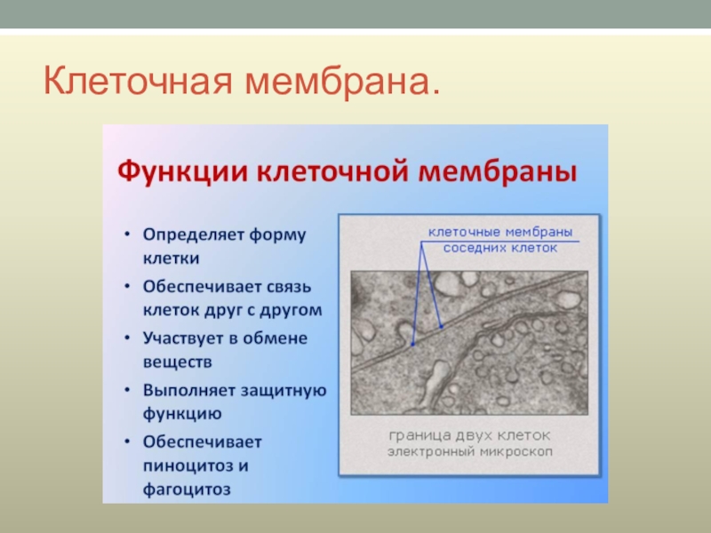 Мембраны клеток выполняют функции. Клеточная мембрана функции 6 класс. Клеточная мембрана функции 6 класс биология. Мембрана животной клетки функции. Функции клеточной мембраны в клетке.