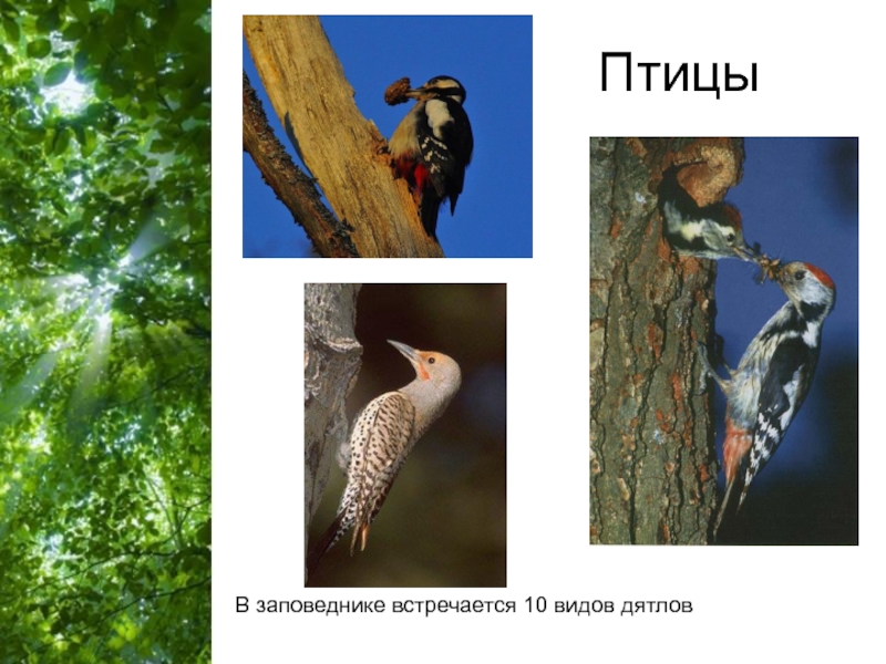Птицы В заповеднике встречается 10 видов дятлов