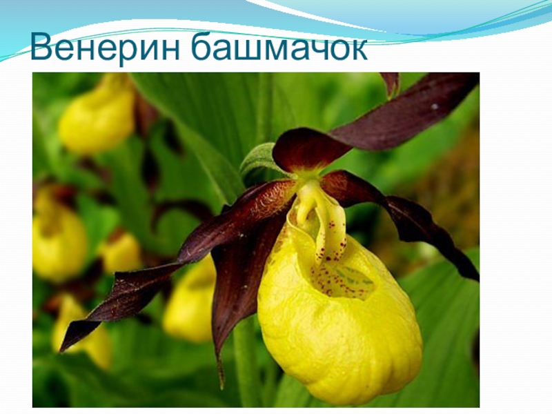 Цветок башмачок венеры фото и описание