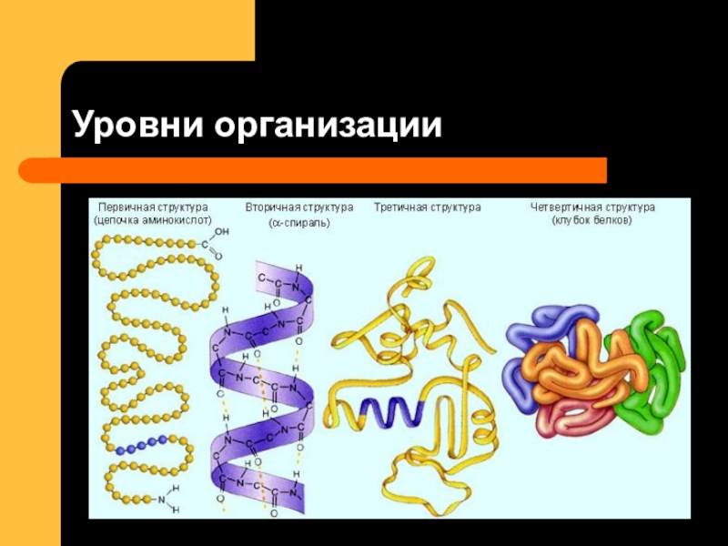 Белки биология 9. Функция 4 структуры белка. Белки биология презентация. Белки биология 9 класс. Структура белков биология 9 класс.