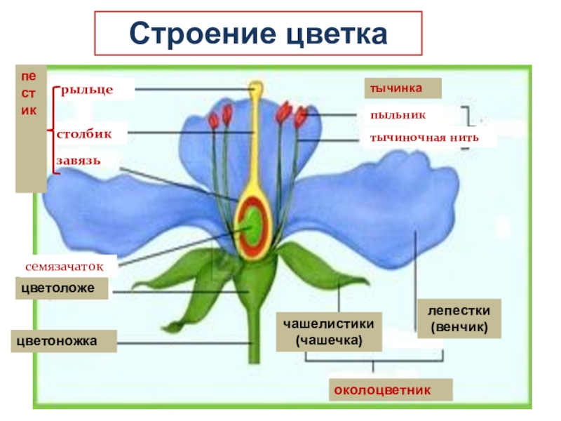 Части цветка лепесток. Цветоложе цветоножка чашечка венчик. Строение цветка чашелистик пыльник завязь. Цветоножка чашечка венчик. Пыльник цветоложе пестик тычинка венчик.