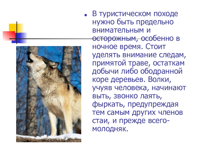 Презентация на тему обеспечение безопасности при встрече с дикими животными в природных условиях