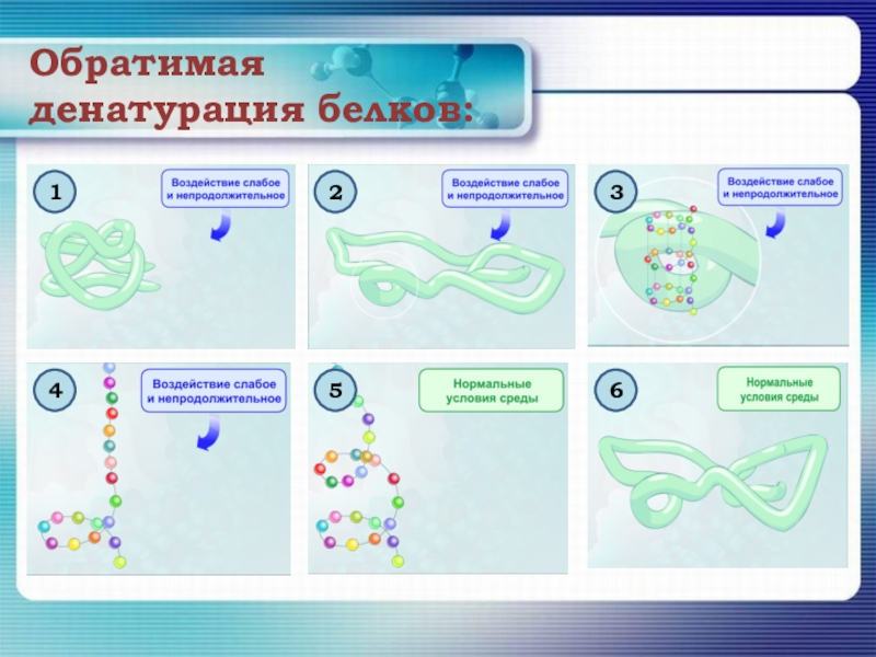 Белок биология 10 класс. Обратимая денатурация белков. Обратимая денатурация белка. Денатурация белков биология. Белки биология денатурация.