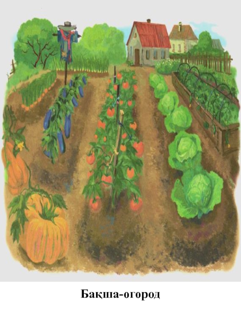 Нарисуем огород там растет два куста ягоды. Огород с овощами для детей. Огород с грядками для детей. Огород рисунок. Рисование овощи на грядке.