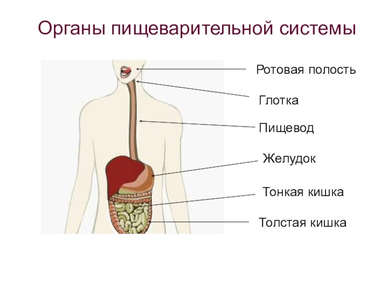 В какую систему органов входит пищевод. Органы пищеварения. Ротовая полость глотка пищевод желудок. Система органов пищеварения. Ротовая полость глотка пищевод желудок тонкий.