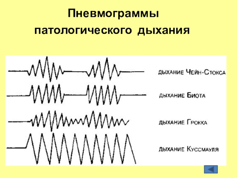 Нормальное дыхание схема