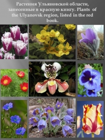 Презентация по английскому языку по теме: Растения Ульяновской области, занесенные в красную книгу