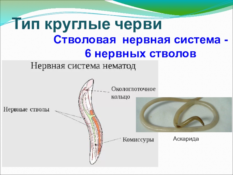 Тело круглых червей разделено на. Строение круглых червей мускулатура. Стволовая нервная система круглых червей. Типы мышц у круглых червей. Нерва система круглых червей.