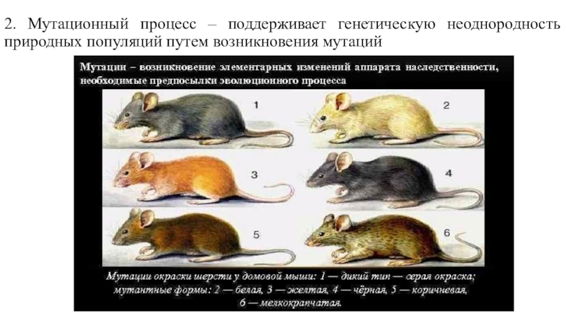 Фактор мыши. Мутационный процесс в эволюции. Мутационный процесс в популяции. Мутационный процесс примеры. Современные представления об эволюции.