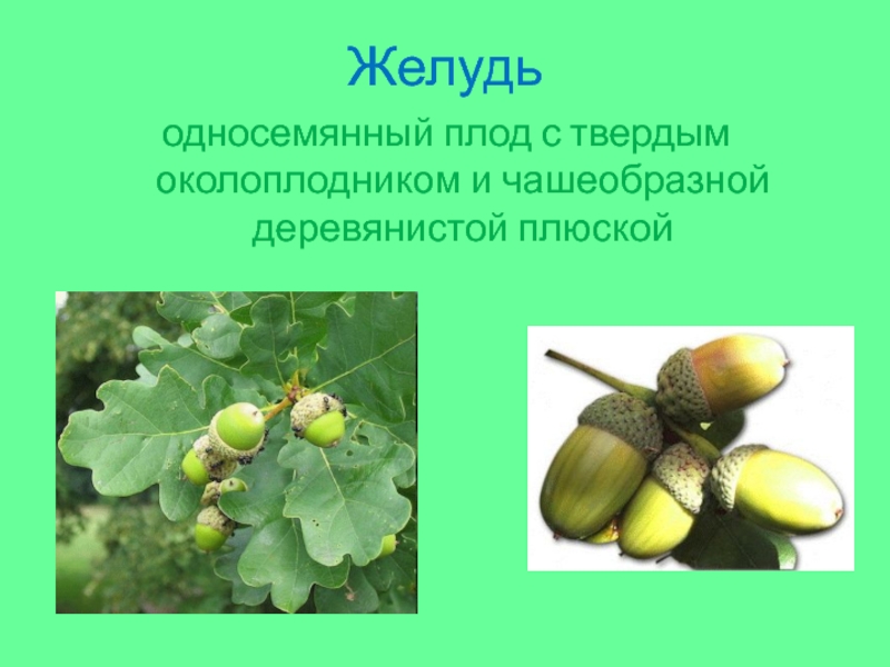 Желудьодносемянный плод с твердым околоплодником и чашеобразной деревянистой плюской