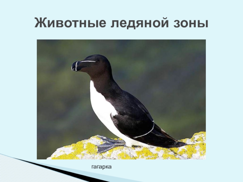 В какой природной зоне живет гагарка. В какой природной зоне живет гагарка. Гагарка природная зона. Гагара информация. В какой природной зоне живет гагарка.