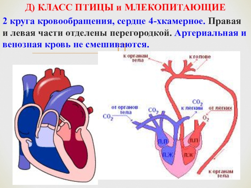 Малый и большой круг кровообращения млекопитающих схема