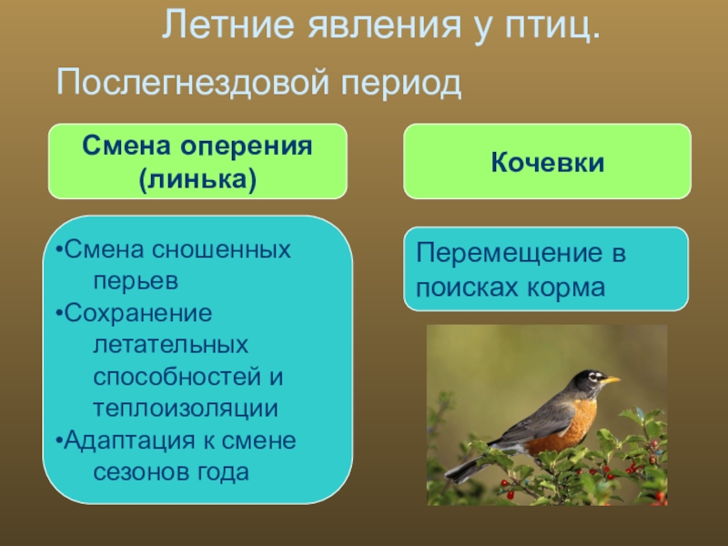Сезонные явления птиц 7 класс. Сезонные изменения в жизни птиц. Сезонные явления в жизни птиц. Сезонные явления у животных. Послегнездовой период в жизни птиц.