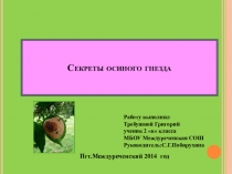 Презентация исследовательской работы Секреты осиного гнезда